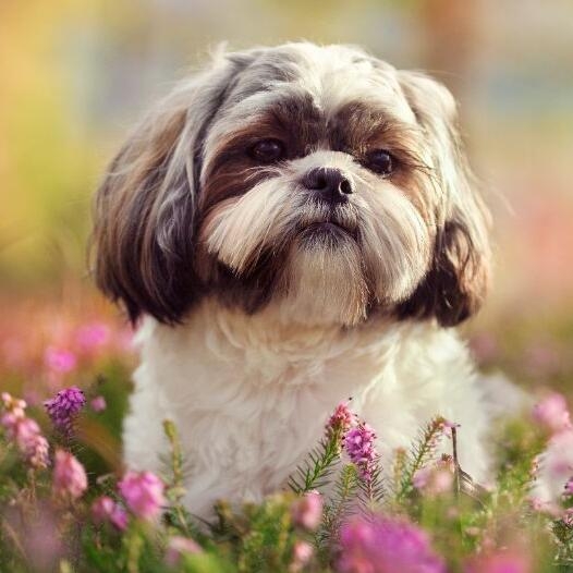 Shih tzu best sale good family dog